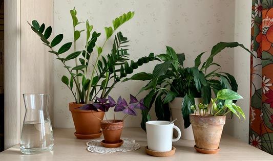 Luftreinigende Zimmerpflanzen 