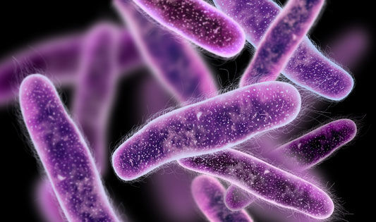 Ursache für Harnwegsinfektion - E. coli Bakterien