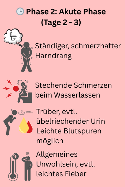 Phase 2 Blasenentzündung