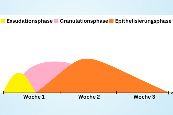 Phasengerechte Wundversorgung - die 3 Wundheilungsphasen Graphik